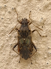 Stictopleurus