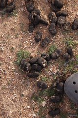 Equus zebra hartmannae