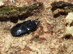 Hololepta