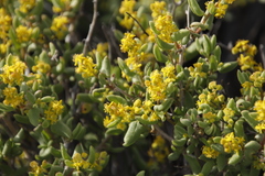 Tetragonia fruticosa