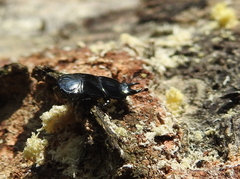 Hololepta