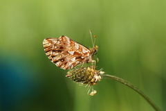Boloria dia