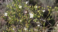 Montinia caryophyllacea