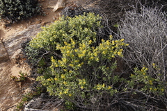 Tetragonia fruticosa