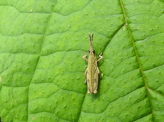 Tagasta marginella