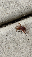 Dysdera crocata