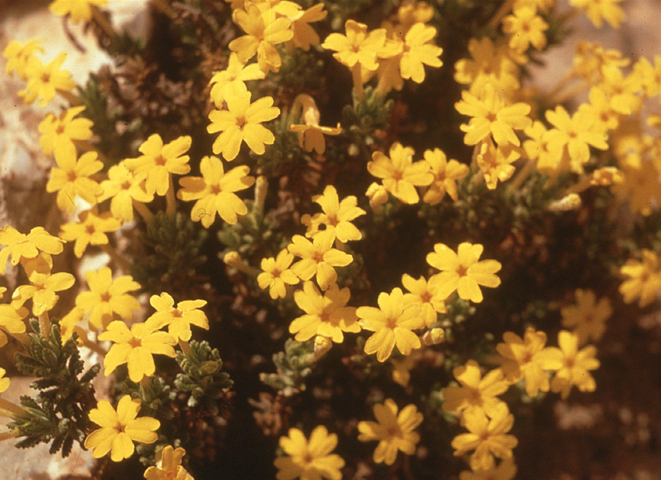 Dionysia mariae