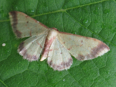 Idaea impexa