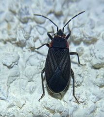 Melacoryphus rubicollis