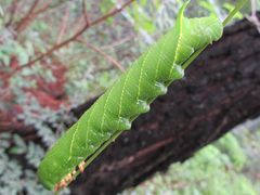 Clanis bilineata