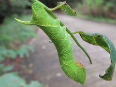 Clanis bilineata