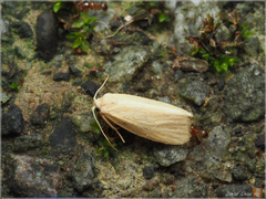 Notata parva