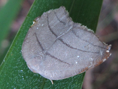 Pseudalbara parvula