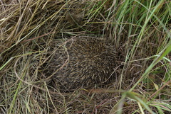 Atelerix frontalis