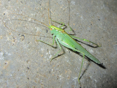 Eoxizicus coreanus