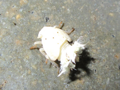 Ricaniidae