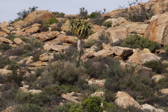 Aloidendron dichotomum