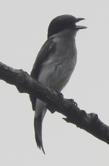 Hemipus hirundinaceus