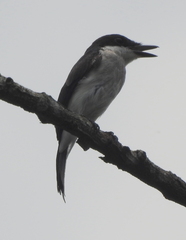 Hemipus hirundinaceus