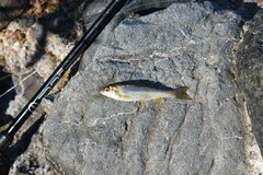 Hesperoleucus symmetricus