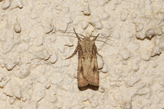 Agrotis puta