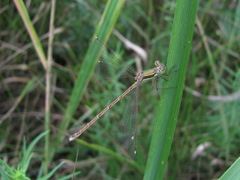 Lestes barbarus