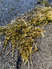 Homalothecium fulgescens