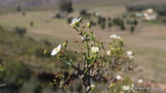 Montinia caryophyllacea