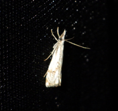 Catoptria falsella