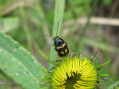 Cryptocephalus anticus