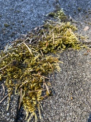 Homalothecium fulgescens