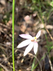 Caladenia fuscata