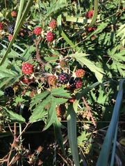 Rubus laciniatus