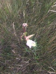 Oenothera nuttallii