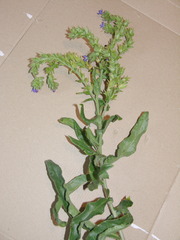 Anchusa