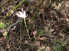 Caladenia fuscata