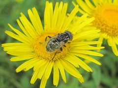Eristalinus