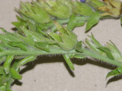 Anchusa