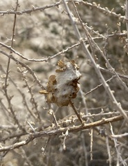 Asphondylia floccosa