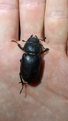 Lucanus cervus
