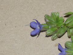Anchusa