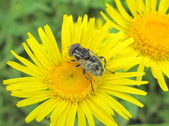 Eristalinus
