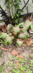 Caladium