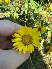 Grindelia integrifolia