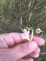 Oenothera nuttallii