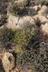 Tetragonia fruticosa