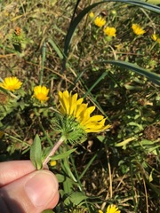 Grindelia integrifolia