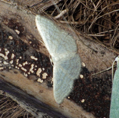Idaea subsericeata
