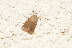 Orthosia cerasi