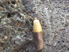 Opogona nipponica